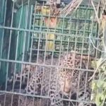 काशीपुर में महीने भर के भीतर तीसरा तेंदुआ पिंजरे में फंसा